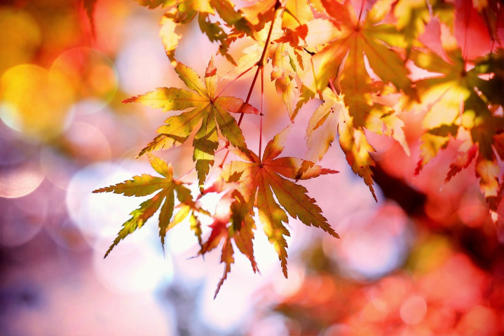 maple leaf closeup